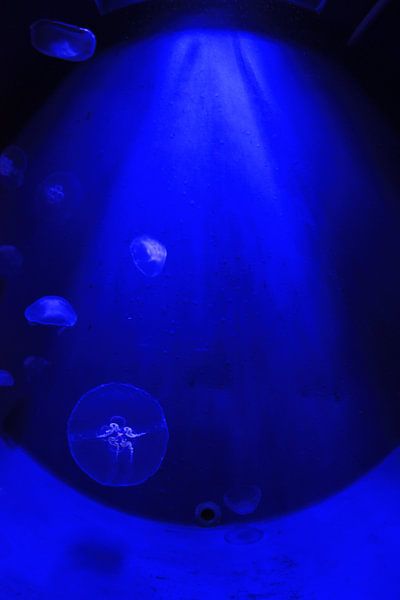 Jellyfish van Paul Optenkamp