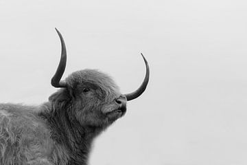 Schottische Highlander-Kuh von 7.2 Photography