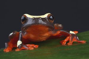 Grenouille clown (Dendropsophus leucophyllatus)