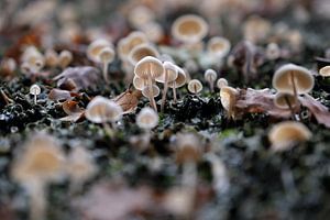 champignons sur Affect Fotografie