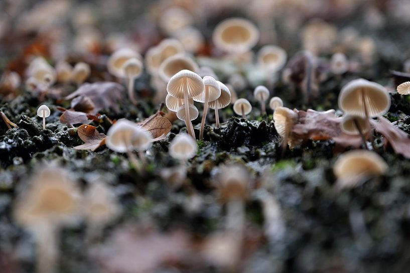 toadstools by Affect Fotografie