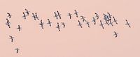 A swarm of Kluten by Erik Veldkamp thumbnail