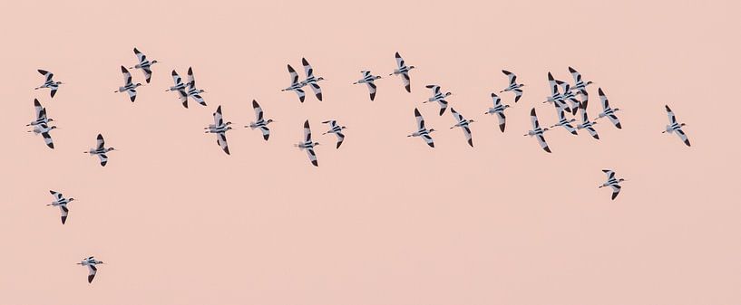 A swarm of Kluten by Erik Veldkamp