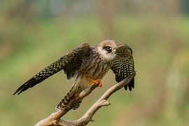 Rotfußfalke von Jan van Vreede