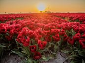Een rood Tulpenveld met tegenlicht van Martijn Tilroe thumbnail