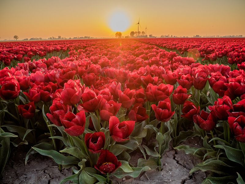 Ein rotes Tulpenfeld mit Hintergrundbeleuchtung von Martijn Tilroe