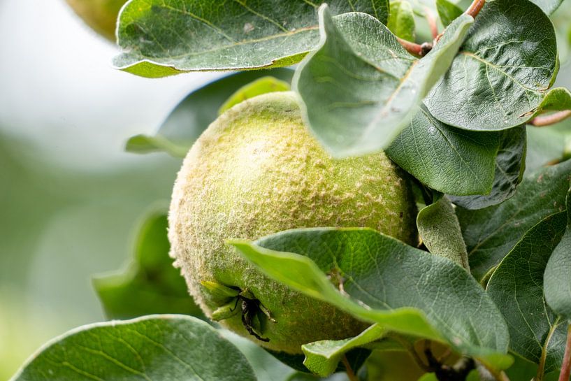 Growing Pear by Maaike Krimpenfort