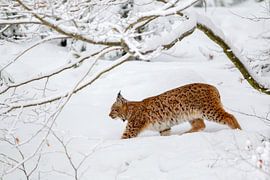 Luchs (Lynx lynx) im Winter von Dirk Rüter