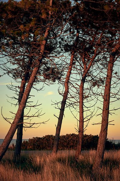 Pines near the beach are illuminated by warm sunlight by Michael Moser