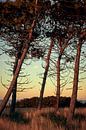 Pines near the beach are illuminated by warm sunlight by Michael Moser thumbnail