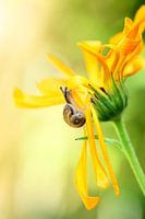 One of my garden visitors