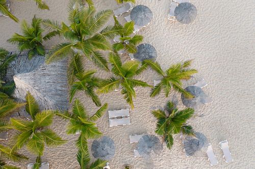 Onder de palmbomen