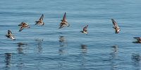 Een vlucht kanoeten boven het water van de Waddenzee par Harrie Muis Aperçu