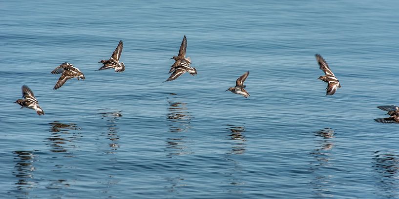Een vlucht kanoeten boven het water van de Waddenzee by Harrie Muis