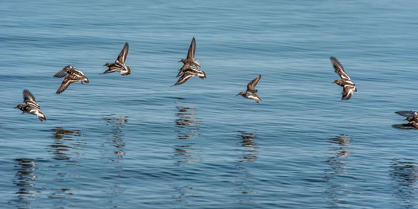 Een vlucht kanoeten boven het water van de Waddenzee par Harrie Muis