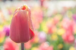 Pastel Tulip Passion
