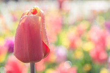 Pastel Tulip Passion van Leanne lovink