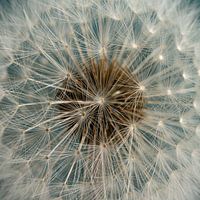 Radiant ball of fluff: Close-up of a dandelion