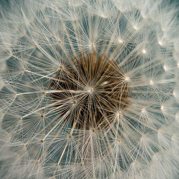 Stralende pluizenbol: Close-up van een paardenbloem van Marjolijn van den Berg