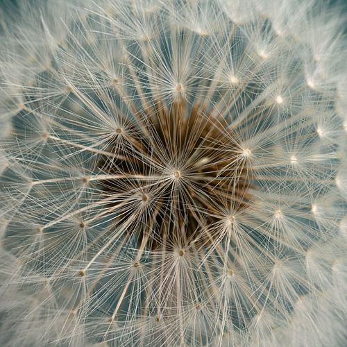 Stralende pluizenbol: Close-up van een paardenbloem
