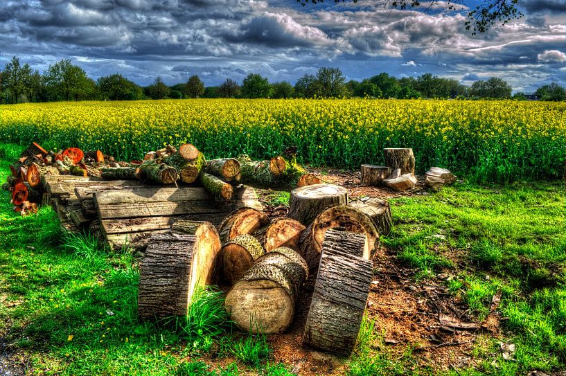 Champ de colza avec des arbres par Edgar Schermaul