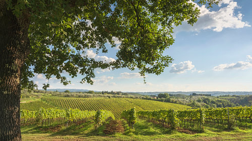 Eikenbomen en Chianti-wijngaarden in Montefiridolfi, Toscane
