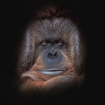 Gezicht Orang-oetan op zwart achtergrond van Jolanda Aalbers
