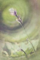 Hosta Vintage
