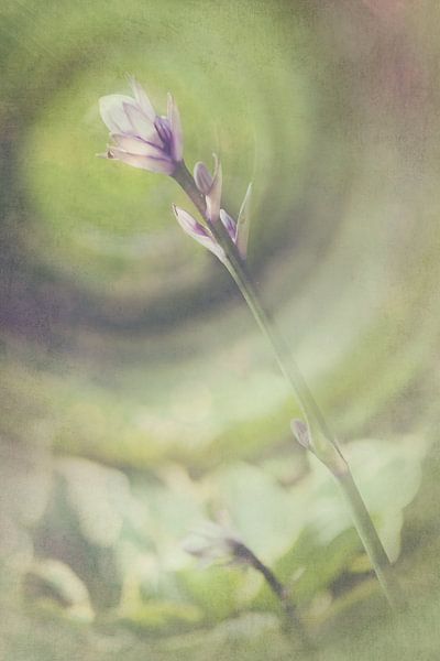Hosta Vintage van Katja Waltmans