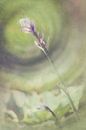 Hosta Vintage van Katja Waltmans thumbnail