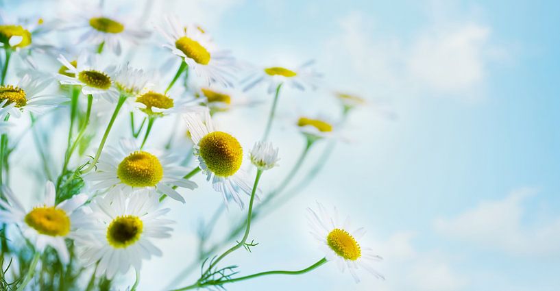 viele kamillenblüten nahaufnahme von Dörte Bannasch