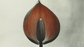 Stamper von Franka Poulain