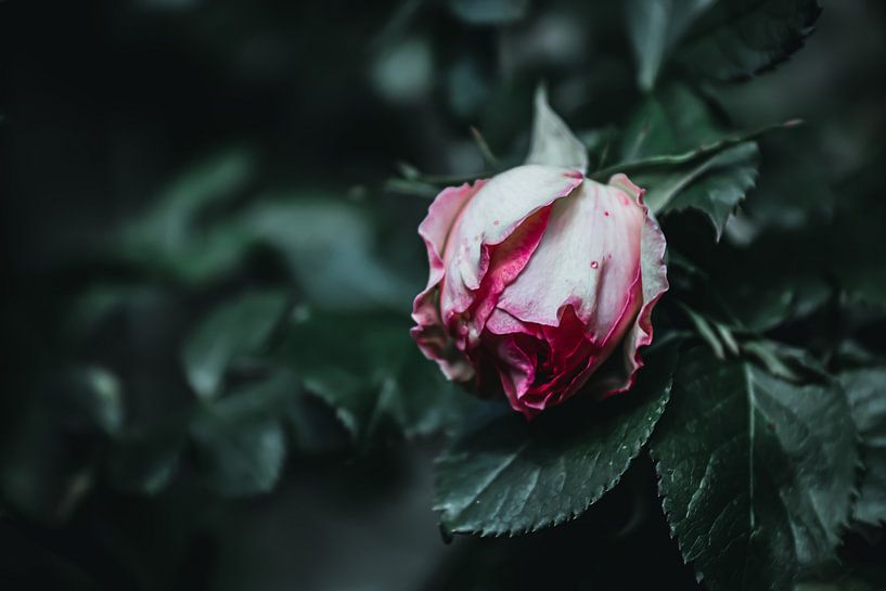 Rose von Dagmar Marina