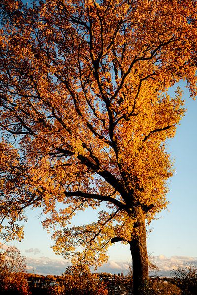 Couleurs d'automne par Laquaiart