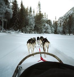 Dog sledding through a winter landscape in Finland by Frederik Opdeweegh