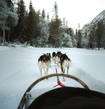 Hondenslee door Winterlandschap in Finland