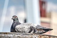 Rotterdamse duif van Frans Blok thumbnail