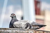 Rotterdamtaube von Frans Blok - Fotos, Kunst und weitere Wanddekoration Miniaturansicht