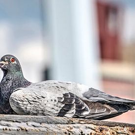 Rotterdam pigeon by Frans Blok