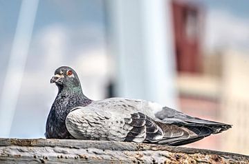 Rotterdam pigeon