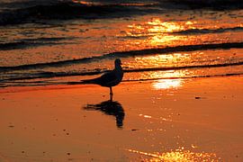 Morning atmosphere on Usedom by Thomas Jäger