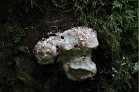 mushroom with water drops in the forest
