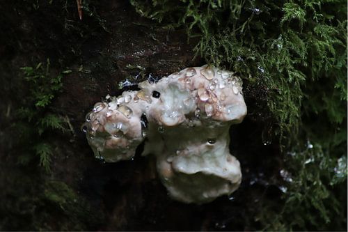 champignon avec gouttes d'eau dans la forêt