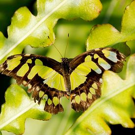 Vlinder von Marco Brekelmans