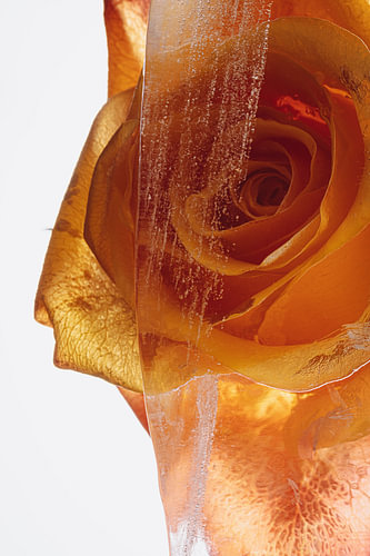 Rose Orange on Ice by Marc Heiligenstein