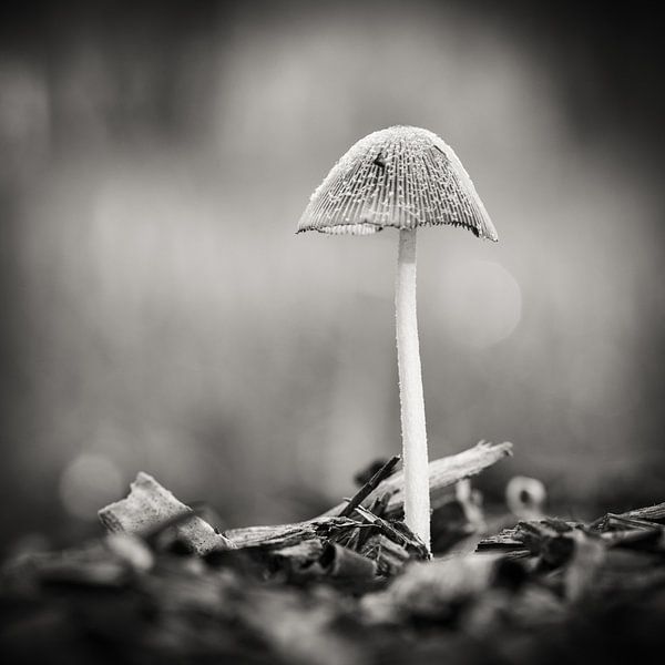 Herfst in Nederland par Hans Lunenburg