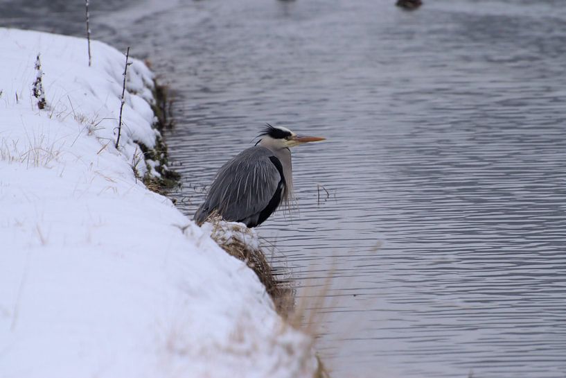 Blauwe reiger in de sneeuw van Merijn Loch