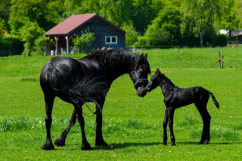 Zwart Paard met Veulen in de wei van Brian Morgan