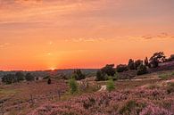 Sonnenuntergang in der Heide von Dieter Rabenstein Miniaturansicht