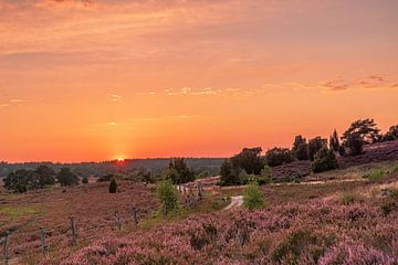 Sunset on the heath by Dieter Rabenstein